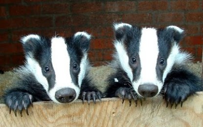 Stroud Farmers Market at odds with district council over badger ban