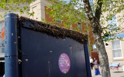 Hundreds of bees invade Ashton outdoor market