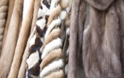 Islington Becomes Second UK Council To Ban Sale Of Fur